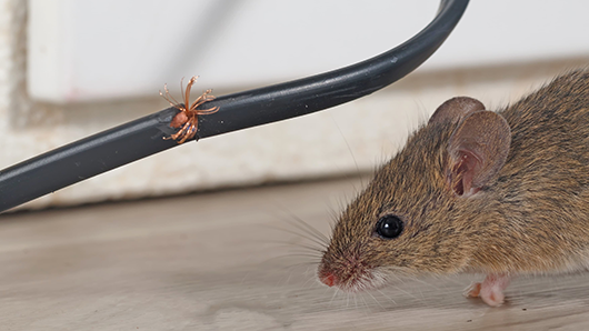 Pest and rodent barrier