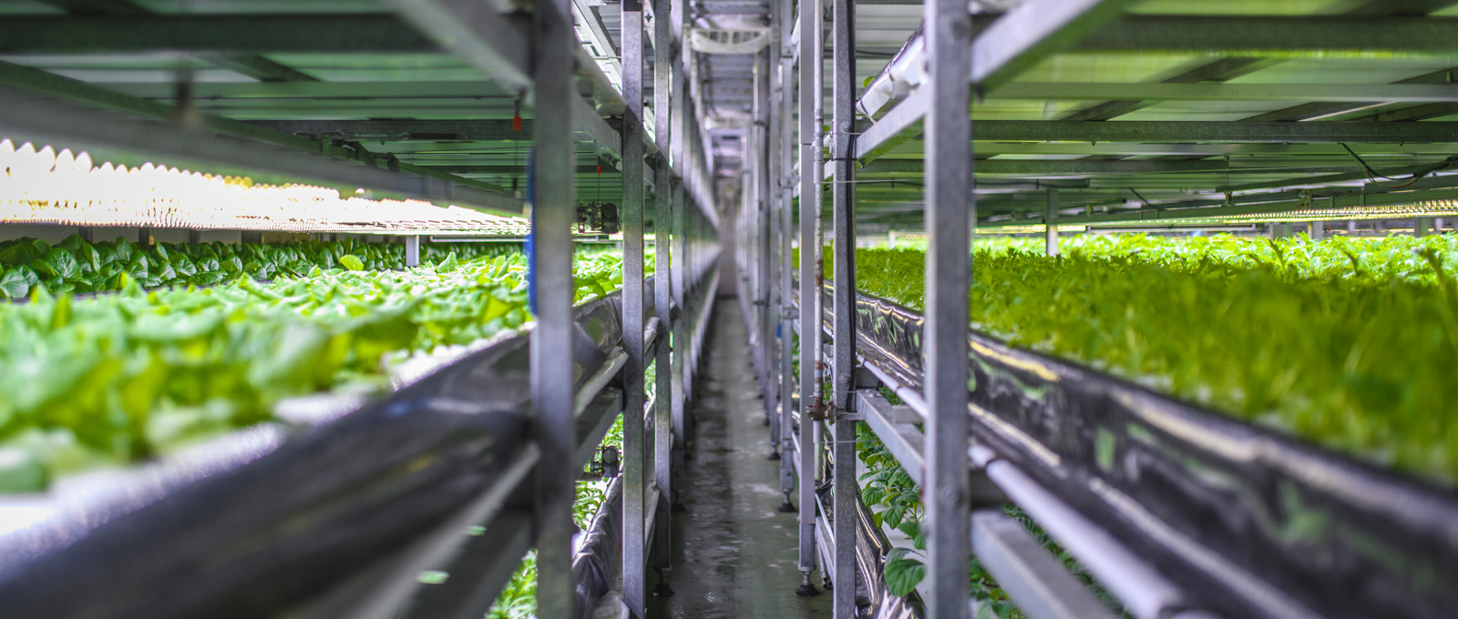 Kabel- und Rohrabdichtungen für die kontrollierte Umweltlandwirtschaft (CEA)